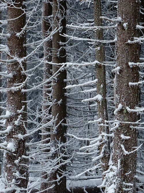 winter  forest  trees