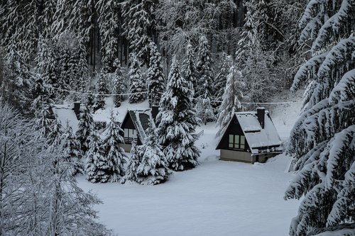 winter  snow  pine forest