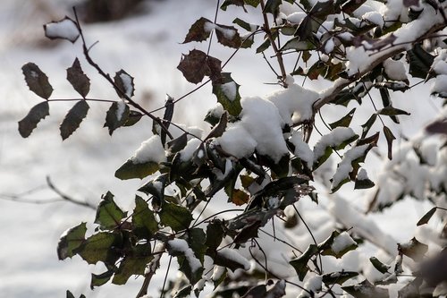 winter  snow  the bushes