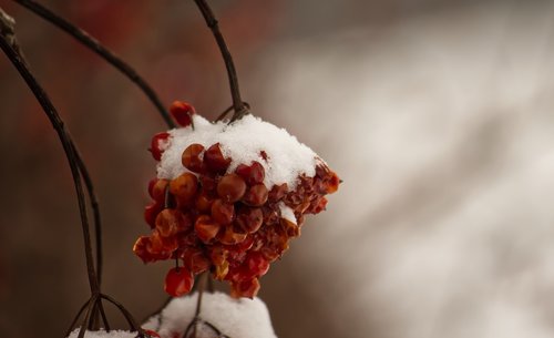 winter  snow  berries