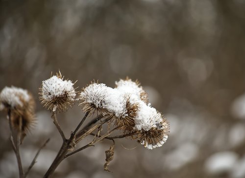 winter  snow  sting