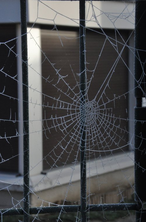 winter  spider web  frost