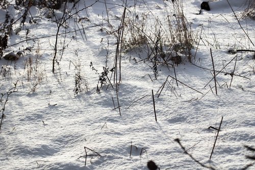 winter  snow  frost