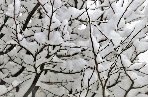 winter  snow  twigs