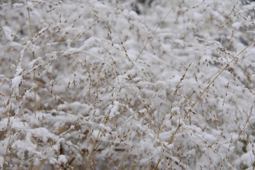 winter  grass  cold