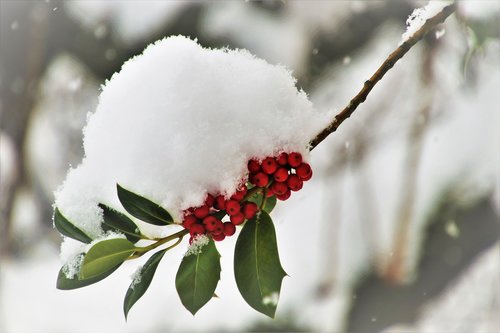 winter  frost  sprig