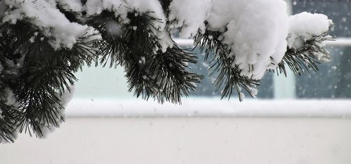 winter  pine  frost