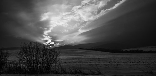 winter  shrubs  field