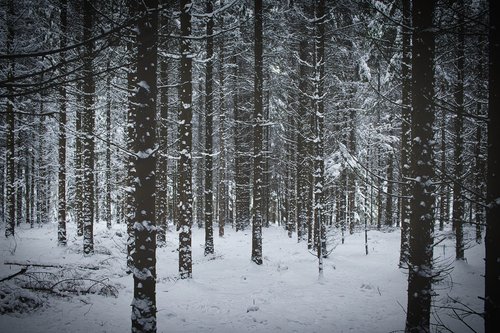 winter  forest  nature