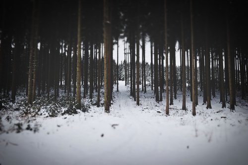 winter  forest  snow