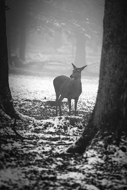 winter  forest  roe deer