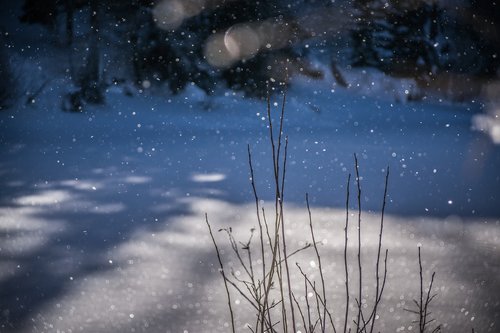 winter  frost  snow