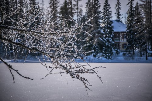 winter  frost  snow