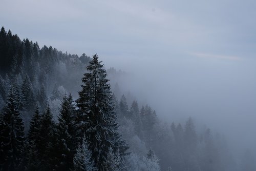 winter  forest  fog