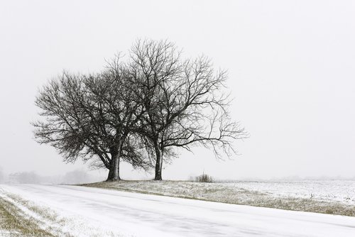 winter  landscape  snow