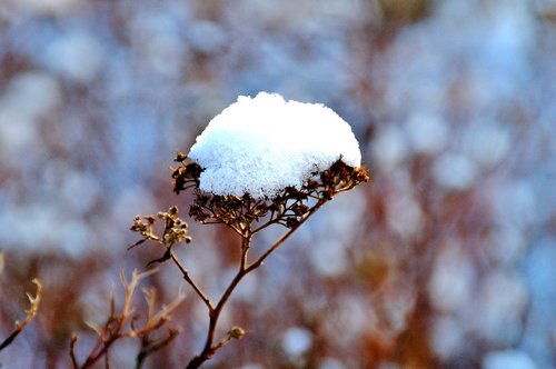 winter  protection  branch