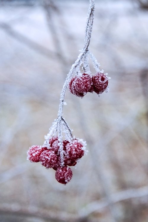 winter  nature  frost