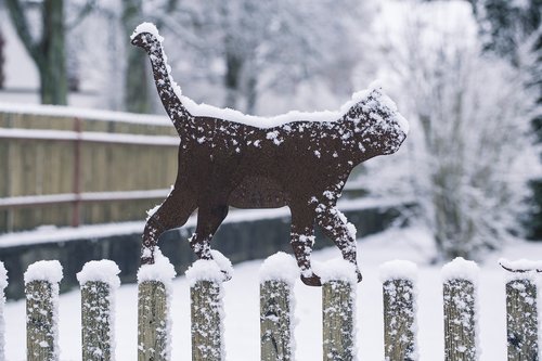 winter  cat  snow