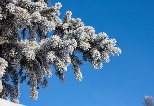 winter  nature  spruce