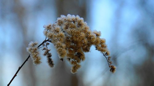 winter  eiskristalle  ice