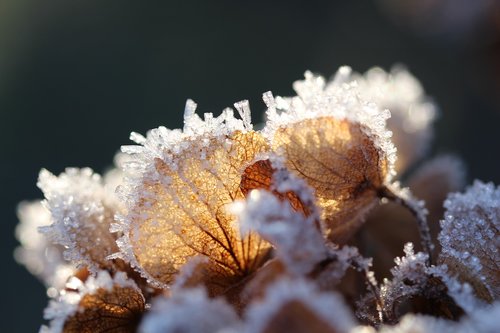 winter  frost  frozen