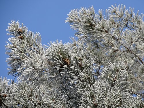 winter  forest  nature