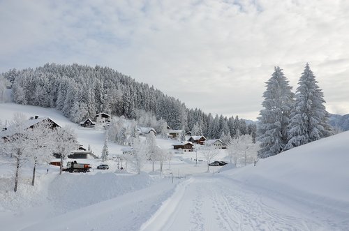 winter  snow  nature