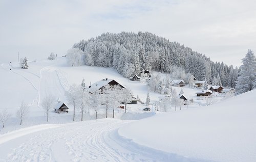 winter  snow  firs