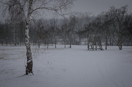 winter  tree  snow