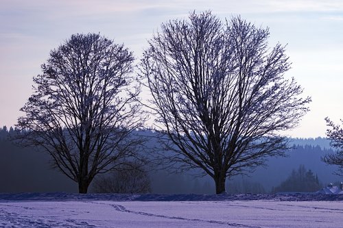 winter  tree  snow