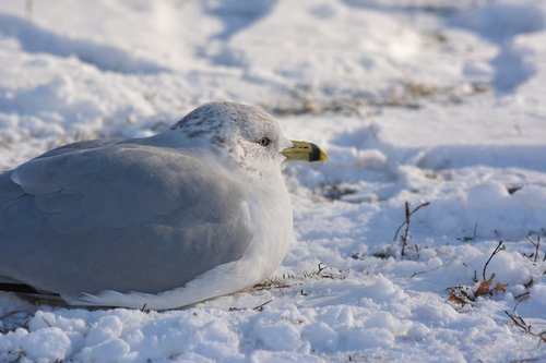 winter  bird  snow