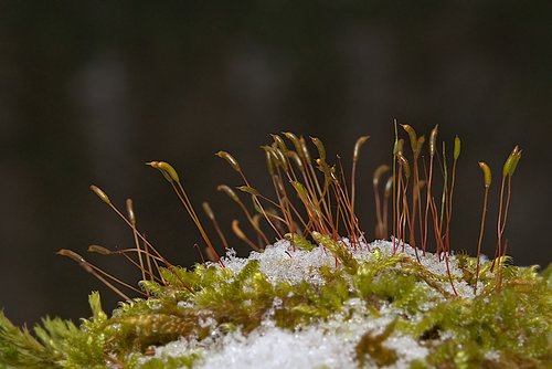 winter  snow  moss