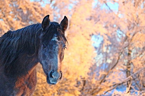 winter  horse  snow