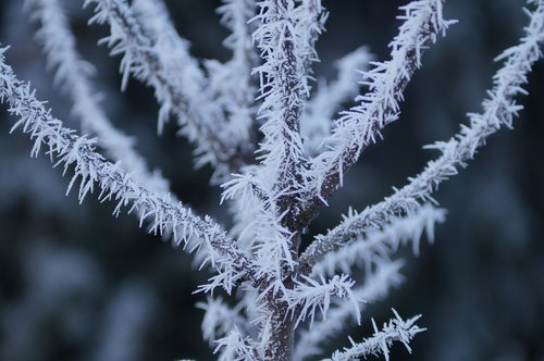 winter  frost  snow