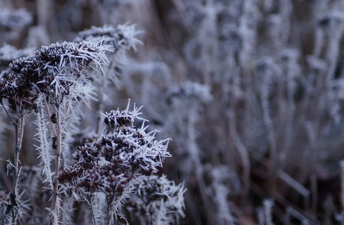 winter  cold  frost