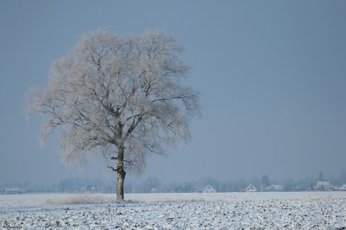 winter  snow  white