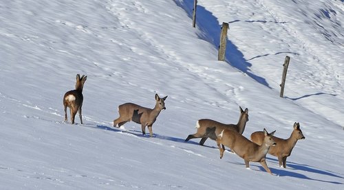 winter  landscape  red deer