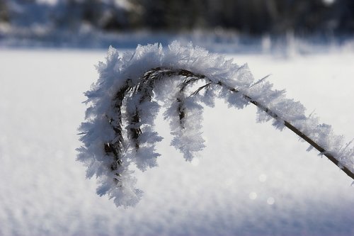 winter  frost  snowflakes