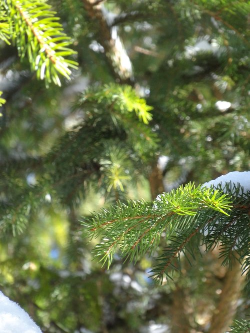 winter  fir tree  green