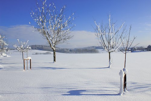 winter  landscape  tree