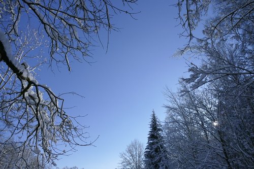 winter  tree  woods