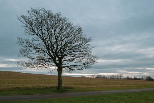 winter  tree  path