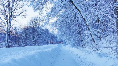 winter  snow  nature