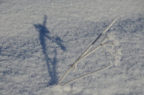 winter  snow  nature