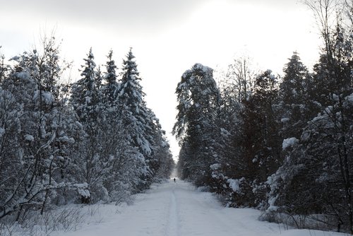 winter  forest  snow