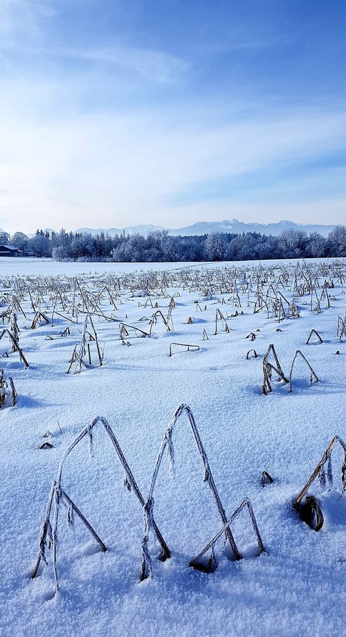 winter  arable  forest