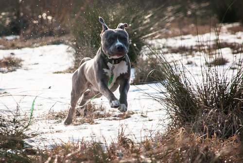 winter  dog  amstaff