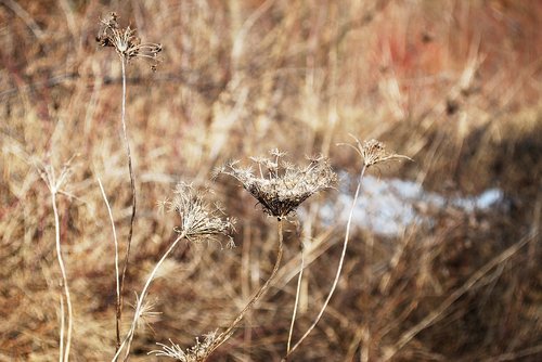 winter  dry grass  nature