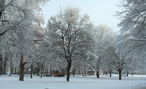 winter  hoarfrost  trees