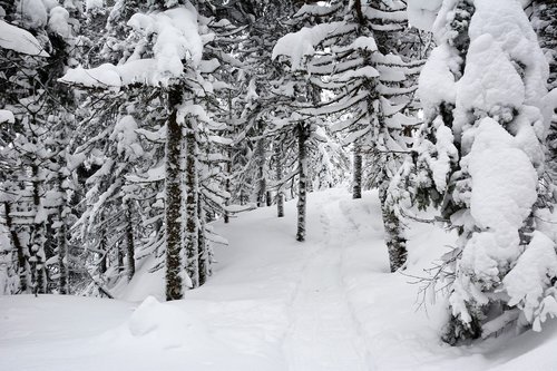 winter  snow  nature